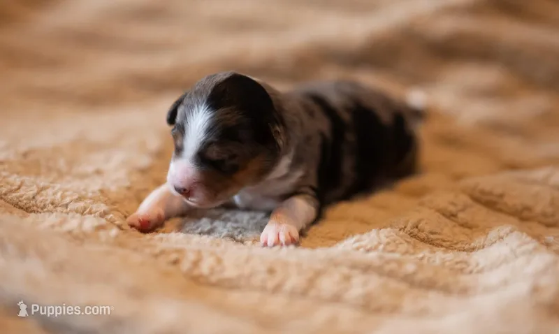 Millie – Miniature Aussiedoodle puppy for sale in Arcadia, WI