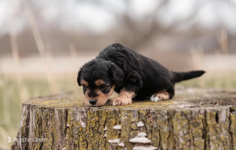 Tiny Tim – Miniature Aussiedoodle puppy for sale in Arcadia, WI