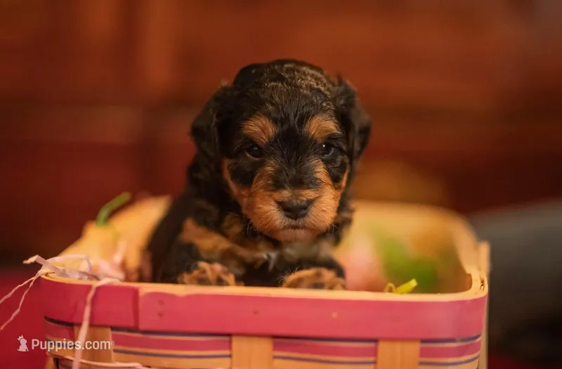 Tiny Tim – Miniature Aussiedoodle puppy for sale in Arcadia, WI