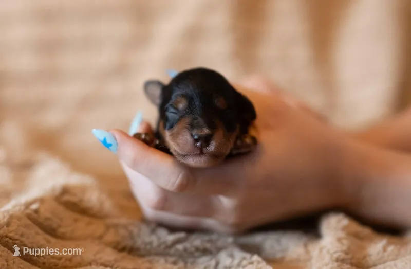 Tiny Tim – Miniature Aussiedoodle puppy for sale in Arcadia, WI