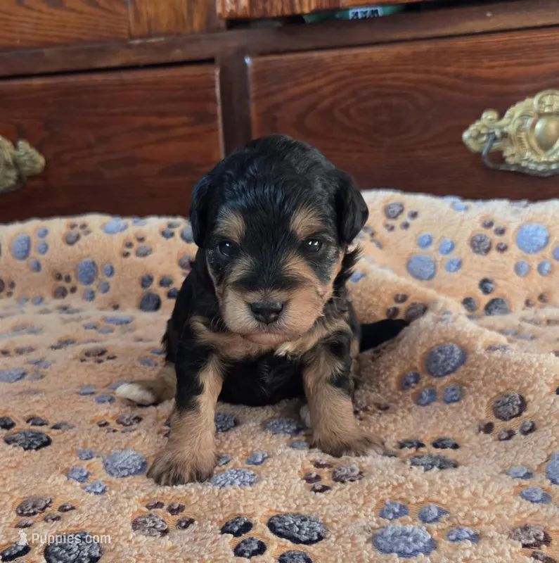 Tiny Tim – Miniature Aussiedoodle puppy for sale in Arcadia, WI