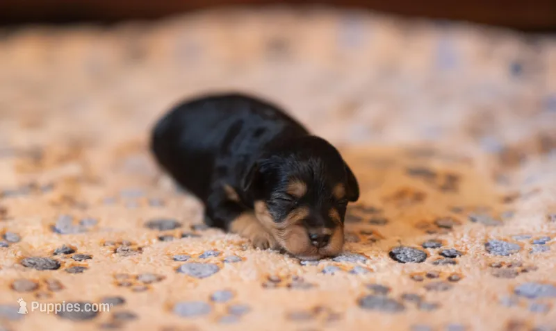 Tiny Tim – Miniature Aussiedoodle puppy for sale in Arcadia, WI