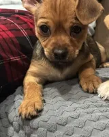 Female Chihuahua #2, a female Chihuahua for sale in Reading, PA – Photo 1 of 3