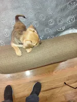 Female Chihuahua #2, a female Chihuahua for sale in Reading, PA – Photo 3 of 3