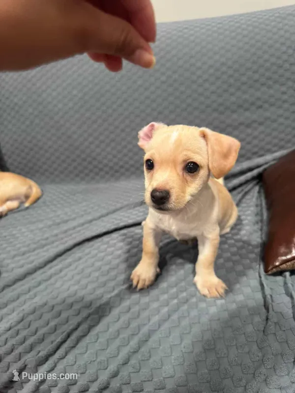Male Chihuahua – Chihuahua puppy for sale in Reading, PA