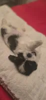 Oreo, a female Shih Tzu for sale in Houston, TX – 3 of 10
