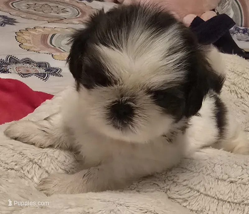 Beni – Shih Tzu puppy for sale in Houston, TX