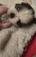 Beni, a male Shih Tzu for sale in Houston, TX – 4 of 9