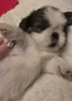 Beni, a male Shih Tzu for sale in Houston, TX – 5 of 9