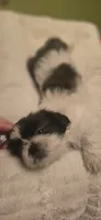 Oreo, a female Shih Tzu for sale in Houston, TX – 2 of 10