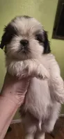 Beni, a male Shih Tzu for sale in Houston, TX – 9 of 9