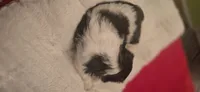 Oreo, a female Shih Tzu for sale in Houston, TX – 9 of 10