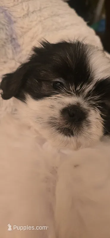 Oreo – Shih Tzu puppy for sale in Houston, TX