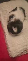 Oreo, a female Shih Tzu for sale in Houston, TX – 4 of 10