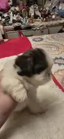 Beni, a male Shih Tzu for sale in Houston, TX – 7 of 9