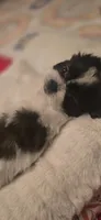 Oreo, a female Shih Tzu for sale in Houston, TX – 6 of 10