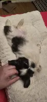 Oreo, a female Shih Tzu for sale in Houston, TX – 8 of 10