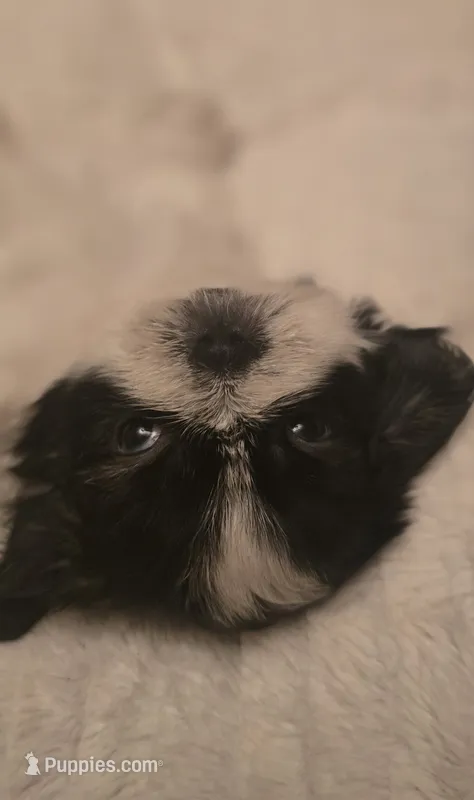 Oreo – Shih Tzu puppy for sale in Houston, TX