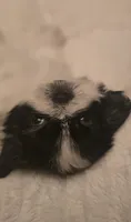 Oreo, a female Shih Tzu for sale in Houston, TX – 1 of 10