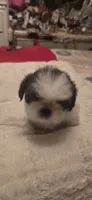 Beni, a male Shih Tzu for sale in Houston, TX – 8 of 9