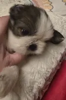 Beni, a male Shih Tzu for sale in Houston, TX – 6 of 9