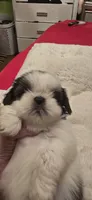 Beni, a male Shih Tzu for sale in Houston, TX – 3 of 9