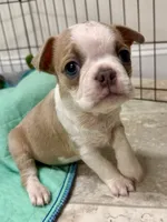 Twinkie, a male Boston Terrier for sale in Sims, NC – 5 of 9
