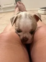 Twinkie, a male Boston Terrier for sale in Sims, NC – 4 of 9