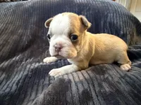 Twinkie, a male Boston Terrier for sale in Sims, NC – 7 of 9
