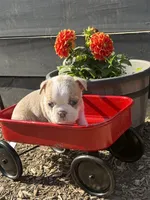 Twinkie, a male Boston Terrier for sale in Sims, NC – 9 of 9