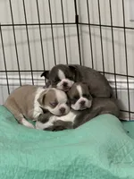 Twinkie, a male Boston Terrier for sale in Sims, NC – 8 of 9