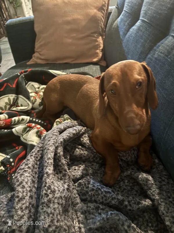 Rocket  – Dachshund puppy for sale in New Caney, TX