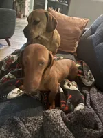 Rocket , a male Dachshund for sale in New Caney, TX – Photo 2 of 2