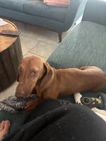 Rocket, a male Dachshund for sale in New Caney, TX – Photo 1 of 2