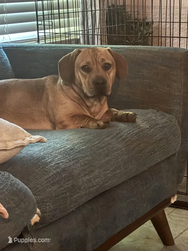 Porky – French Bulldog, Dachshund puppy for sale in New Caney, TX