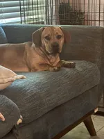 Porky, a male French Bulldog and Dachshund for sale in New Caney, TX – Photo 1 of 2