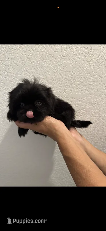 Boy 1 – Shih Tzu puppy on hold in Sinton, TX