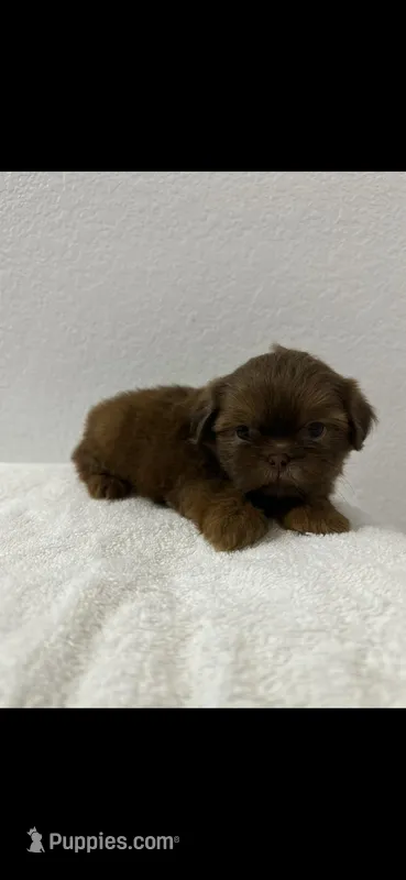 Red – Shih Tzu puppy for sale in Sinton, TX