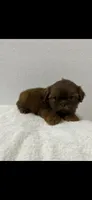 Red, a male Shih Tzu for sale in Sinton, TX – 1 of 1