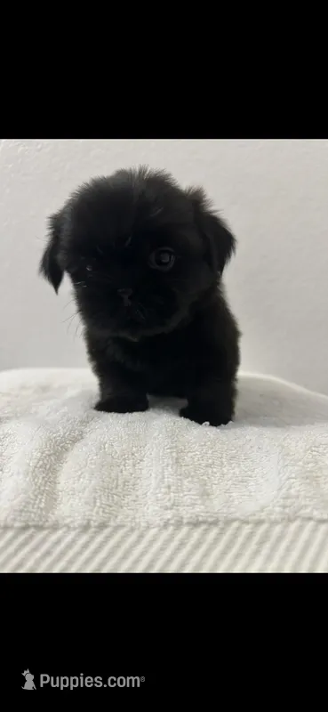 Tipsy – Shih Tzu puppy for sale in Sinton, TX