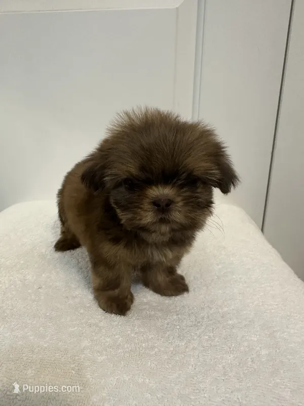 baby girl – Shih Tzu puppy for sale in Sinton, TX