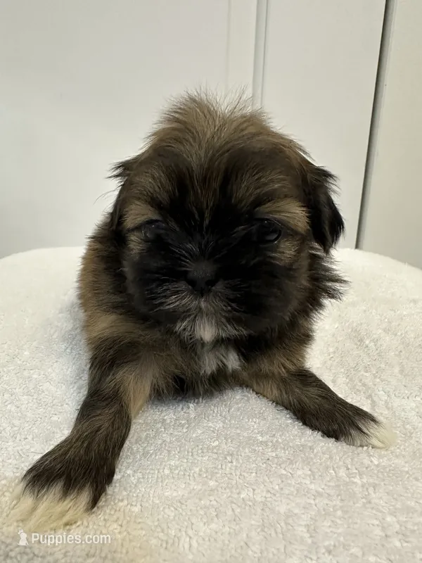 Boy 3 – Shih Tzu puppy for sale in Sinton, TX