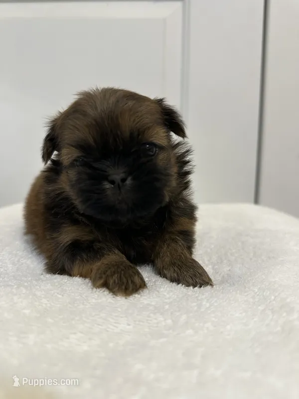 Boy 2 – Shih Tzu puppy for sale in Sinton, TX