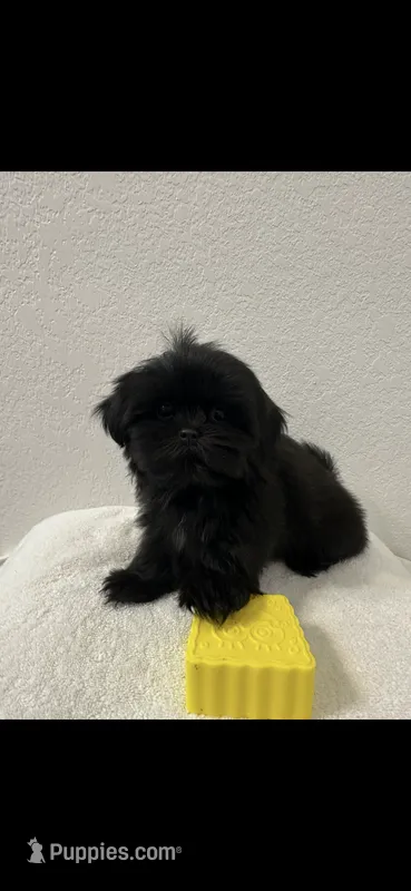 Pip – Shih Tzu puppy for sale in Sinton, TX