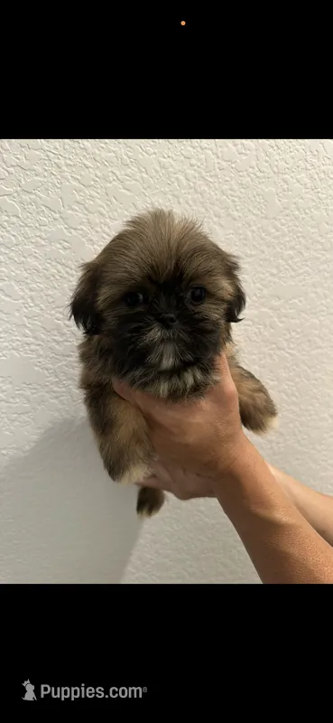 Boy 3 – Shih Tzu puppy for sale in Sinton, TX