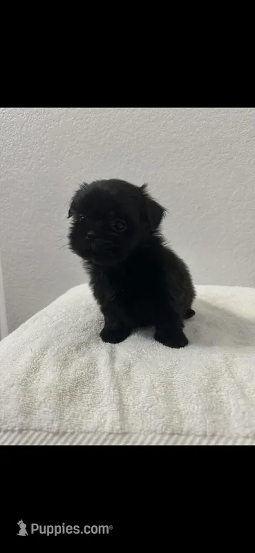 Pip – Shih Tzu puppy for sale in Sinton, TX