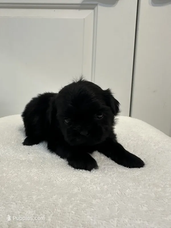 Boy 1 – Shih Tzu puppy for sale in Sinton, TX
