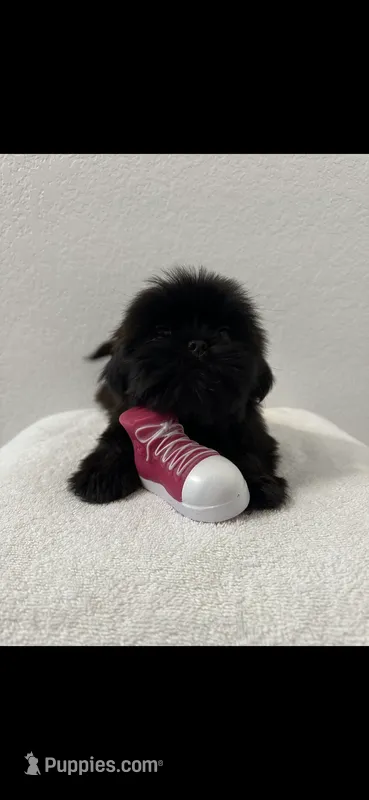 Tipsy – Shih Tzu puppy for sale in Sinton, TX