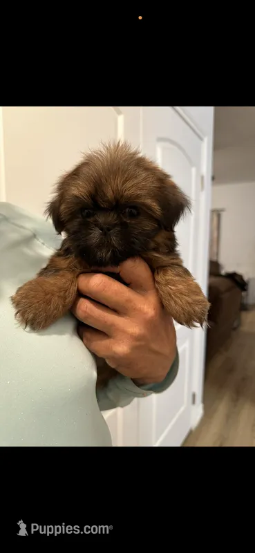 Boy 2 – Shih Tzu puppy for sale in Sinton, TX