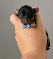 Theo, a male Yorkshire Terrier for sale in Midland, TX – 1 of 1